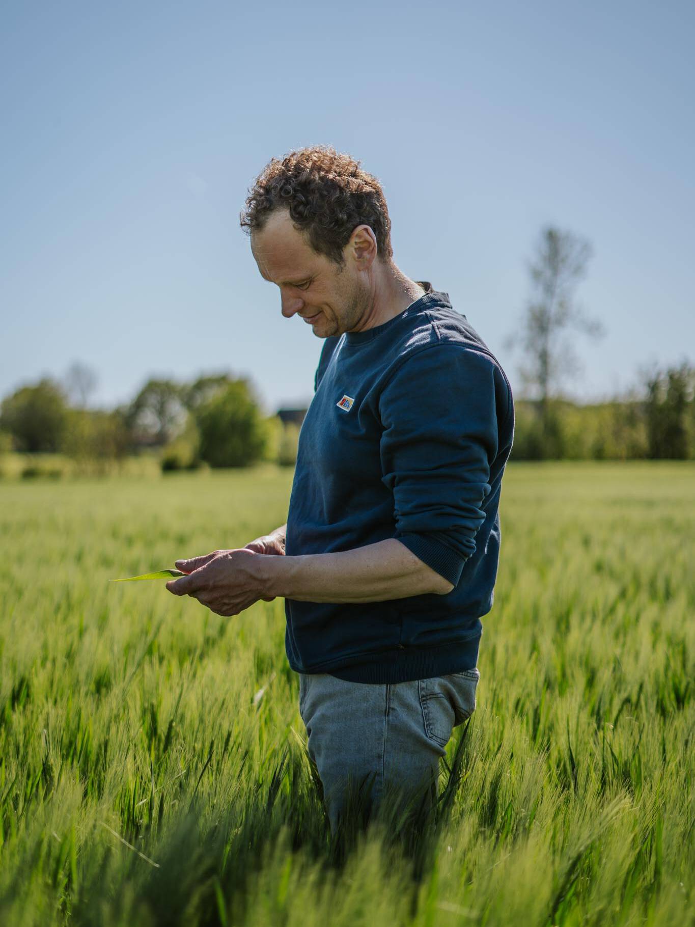 Landwirt steht im Gerste Feld und schaut sich eine Ähre an